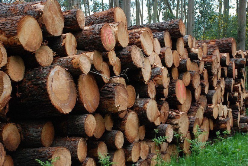 Vlade FBiH i RS-a usaglasile zabranu izvoza drvnih sortimenata iz BiH na dvije godine