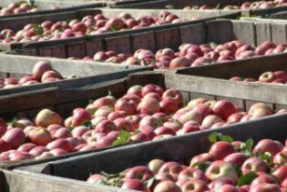 Obezbijeđeno dodatnih 500.000 KM za nabavku ambalaže za jabuke
