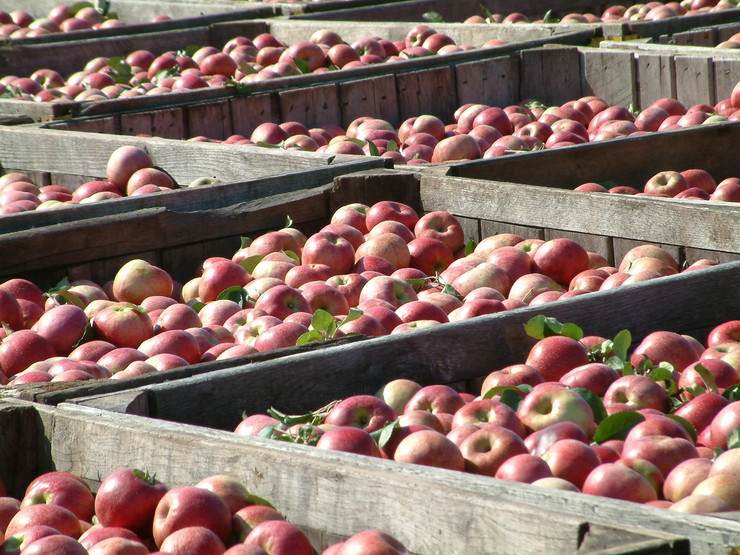 Voćari iz BiH već pakuju jabuke za izvoz u Rusiju, očekuju kvalitetan rod ove godine