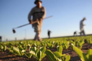 Vlada USK isplatila 685. 000 KM poticaja poljoprivrednim proizvođačima