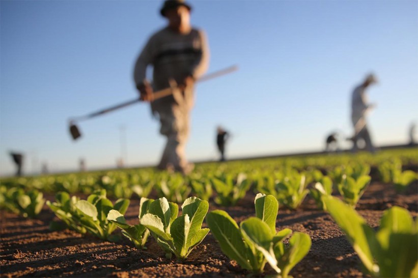 Broj zaposlenih u poljoprivredi porastao za sedam posto, a plaće za tri posto