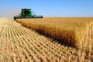 Stanić: Mešetari obaraju cijenu pšenicu, ministarstvo bez rješenja