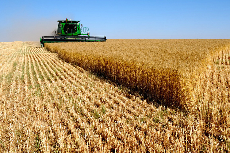 Rod pšenice 4,5 tona po hektaru, otkupna cijena do 32 feninga