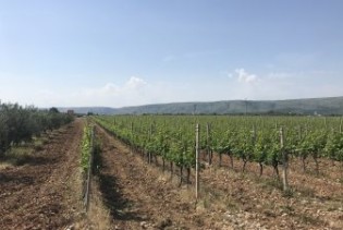Započeo skup '130 godina organiziranoga vinogradarstva i vinarstva u BiH'