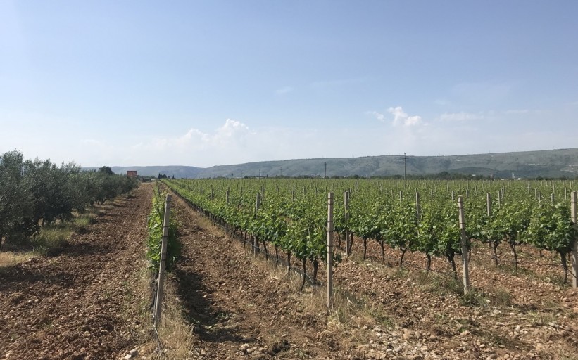 Započeo skup '130 godina organiziranoga vinogradarstva i vinarstva u BiH'