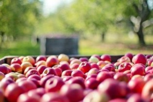 Jabuke rodile, problem plasman na tržište