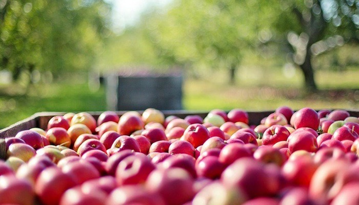 Bosna i Hercegovina u Rusiju izvezla 300 tona jabuka