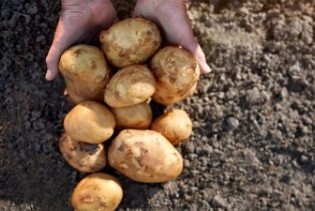 Krompir u Hrvatskoj drastično poskupio za godinu dana