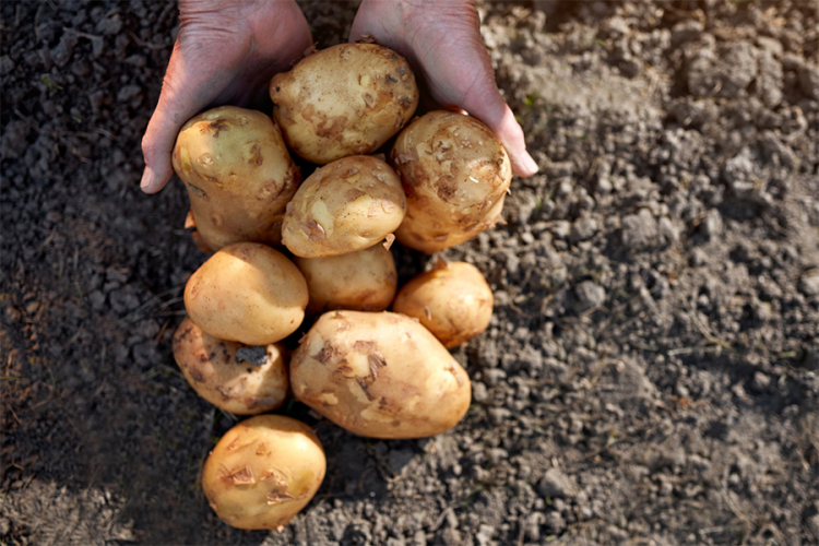 U RS zabranjen uvoz 23, 5 tone krompira iz Grčke