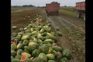Hrvatska: Bacio 25 tona lubenica, nema ih kome prodati