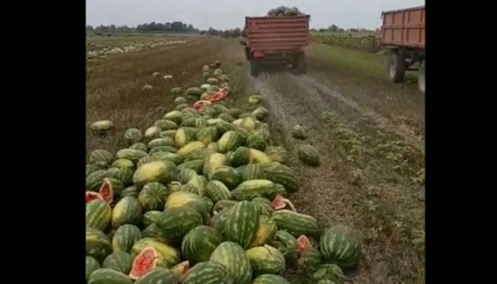 Hrvatska: Bacio 25 tona lubenica, nema ih kome prodati