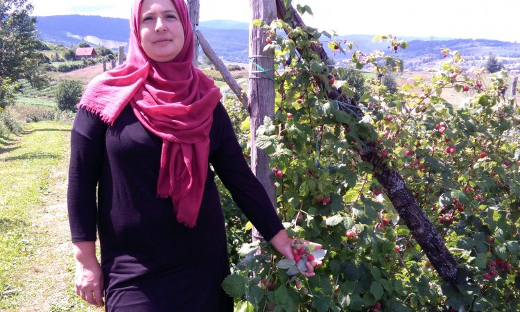 Amra Ugarak iz Bugojna: Malinarstvo na izdisaju, a uzgajivači ogorčeni