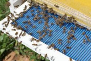 Proizvodnja pčelinjeg otrova: Unosan biznis širi se i u BiH?