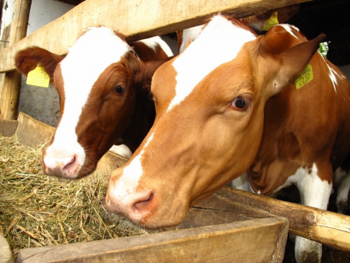 Ministarstvo poljoprivrede zbog Bajrama poziva na pojačanu kontrolu životinja
