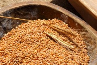 Poletjele cijene pšenice u Evropi