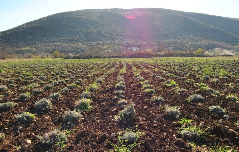 Nema više berbe smilja u Hercegovini, napušteno hiljade plantaža