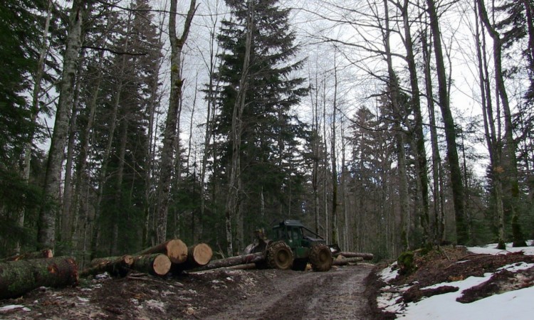 Hercegbosanske šume poslovale s gubitkom, zastupnici traže raspravu na Skupštini