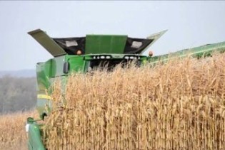 Odlične prinose kukuruza zasad prati i dobra cijena