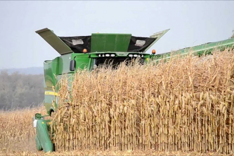 Srbija ograničila izvoz brašna, ulja, zrna pšenice, kukuruza