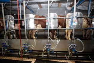 Proizvodnja mlijeka u RS rekordna, farmera nikad manje