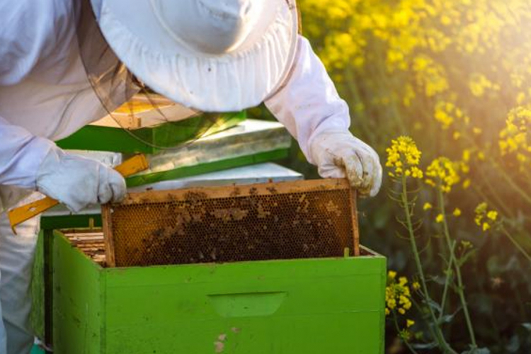 Vlada ZDK: Poticaji pčelarima, voćarima, vinogradarima i organskim proizvođačima