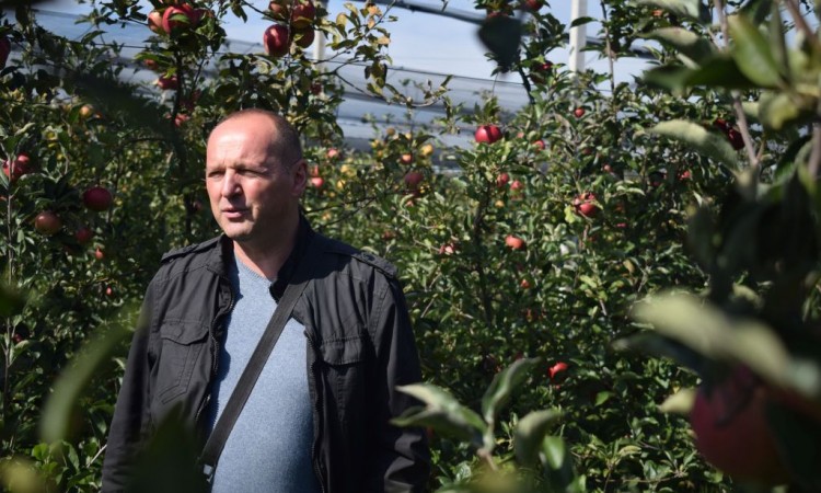 Interes za domaćom jabukom u porastu