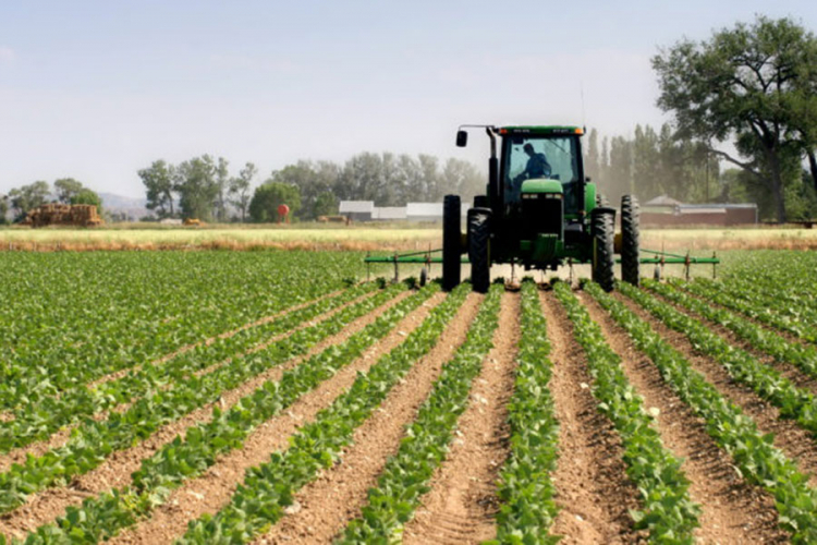 FBIH: Povećana proizvodnja kukuruza, duhana, krompira, jabuka, šljiva...
