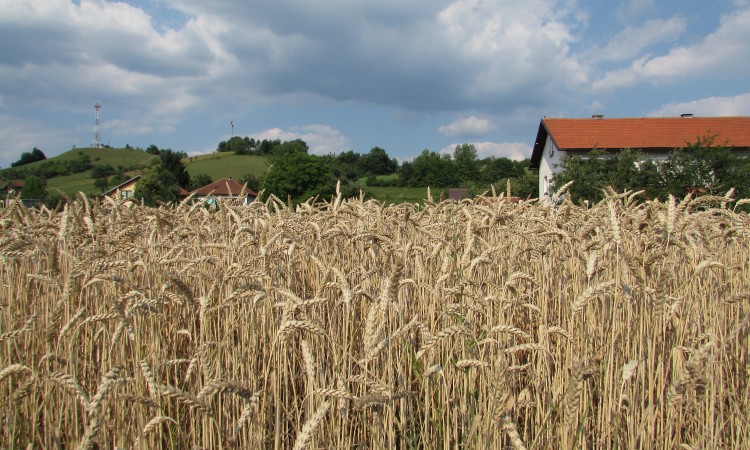 U jesenjoj sjetvi u RS-u dominira pšenica