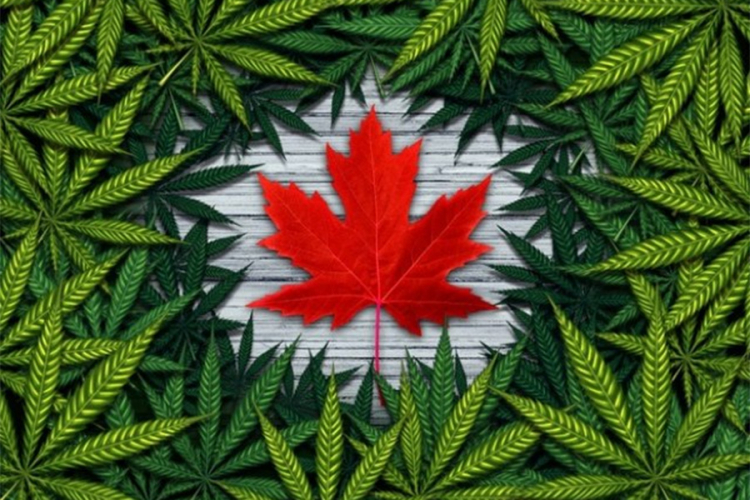 Snažan rast akcija kompanija koje legalno proizvode kanabis u Kanadi
