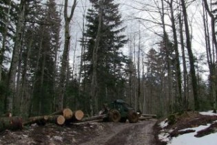 U FBiH smanjenje proizvodnje i prodaje šumskih sortimenata