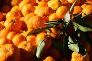 Zabranjen uvoz dvije tone mandarina porijekom iz Hrvatske