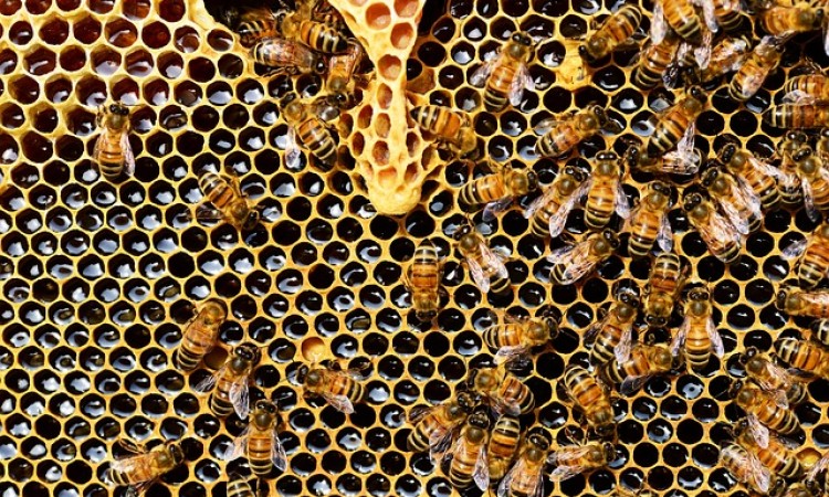 Loša godina za pčelare u TK, nadaju se izmjeni poticajne politike