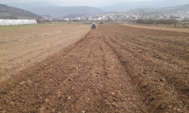 U proljeće počinje uzgoj lješnika na području donjovakufske općine