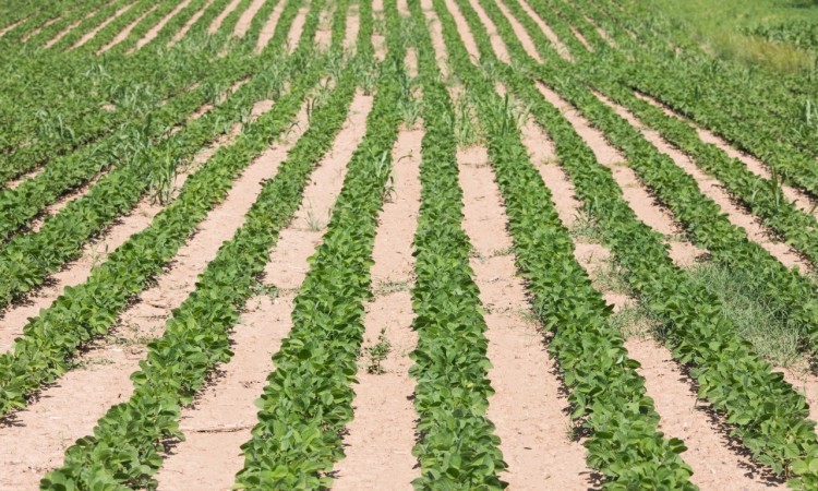 U Semberiji utvrđeno prisustvo GMO soje