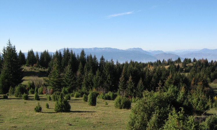 Ekolozi traže da se zaštiti šumsko bogatstvo BiH