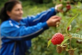 Savić: Obezbijediti otkup voća