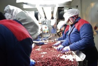 FARMA II: Zamrznuta malina i dalje u vrhu liste izvoznih proizvoda iz BiH