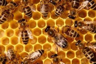 Pčelari u BiH nadaju se boljem vremenu i boljim prinosima, nije izgubljena godina
