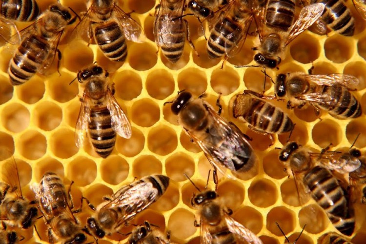 INZ ukazao na Svjetski dan pčela i da su pčele važne za održivu poljoprivredu