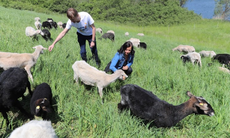 Sve manje stada na pašnjacima u bugojanskoj općini