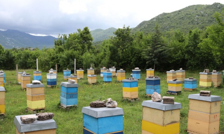 Zahvaljujući projektu FARMA II u Ljubinju porasla proizvodnja meda i bilja