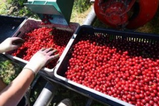 U RS-u zabranjen uvoz svježe višnje iz Hrvatske