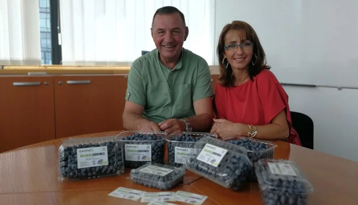 Porodica Gljiva iz Čevljanovića uspješno se bavi uzgojem organske borovnice
