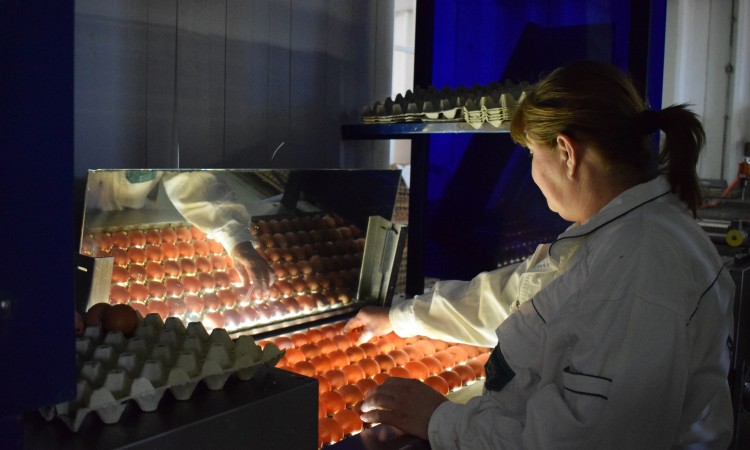 Proizvođači pozdravljaju odluku o odobrenju izvoza jaja za preradu