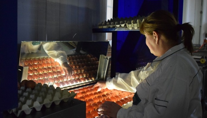 Peradari iz BiH se pripremaju za izvoz jaja za preradu u EU