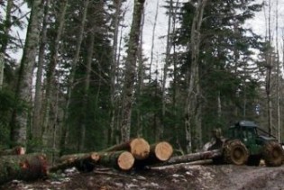 FBiH - Proizvodnja i prodaja šumskih sortimenata ipak u plusu