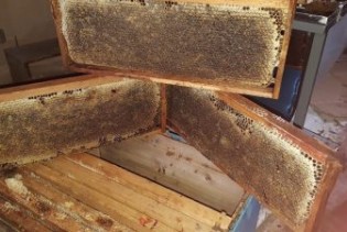 Udruženje 'Vrijesak' čuva tradiciju pčelarstva u Živinicama