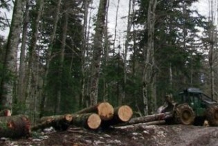 VTKBiH podržava donošenje mjera za smanjenja izvoza šumskih sortimenata
