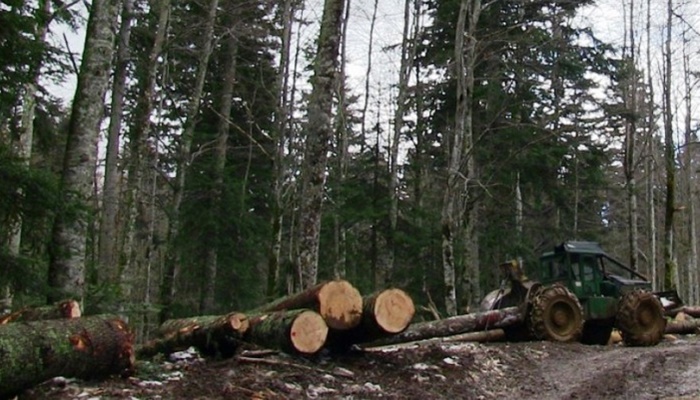 U FBiH pad proizvodnje i prodaje šumskih sortimenata