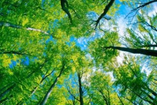Zaštita prirode: Elon Musk donirao milion dolara za sadnju drveća širom svijeta
